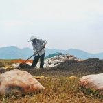 Salah seorang pekerja menjemur pupuk organik di kampung Pasirmenteng, Desa Lebakwangi, Kecamatan Arjasari, Kamis (21/09/2017). Pupuk Organik tersebut terdiri dari campuran kotoran sapi dan ampas teh. (Reival Akbar/Jurnalposmedia)