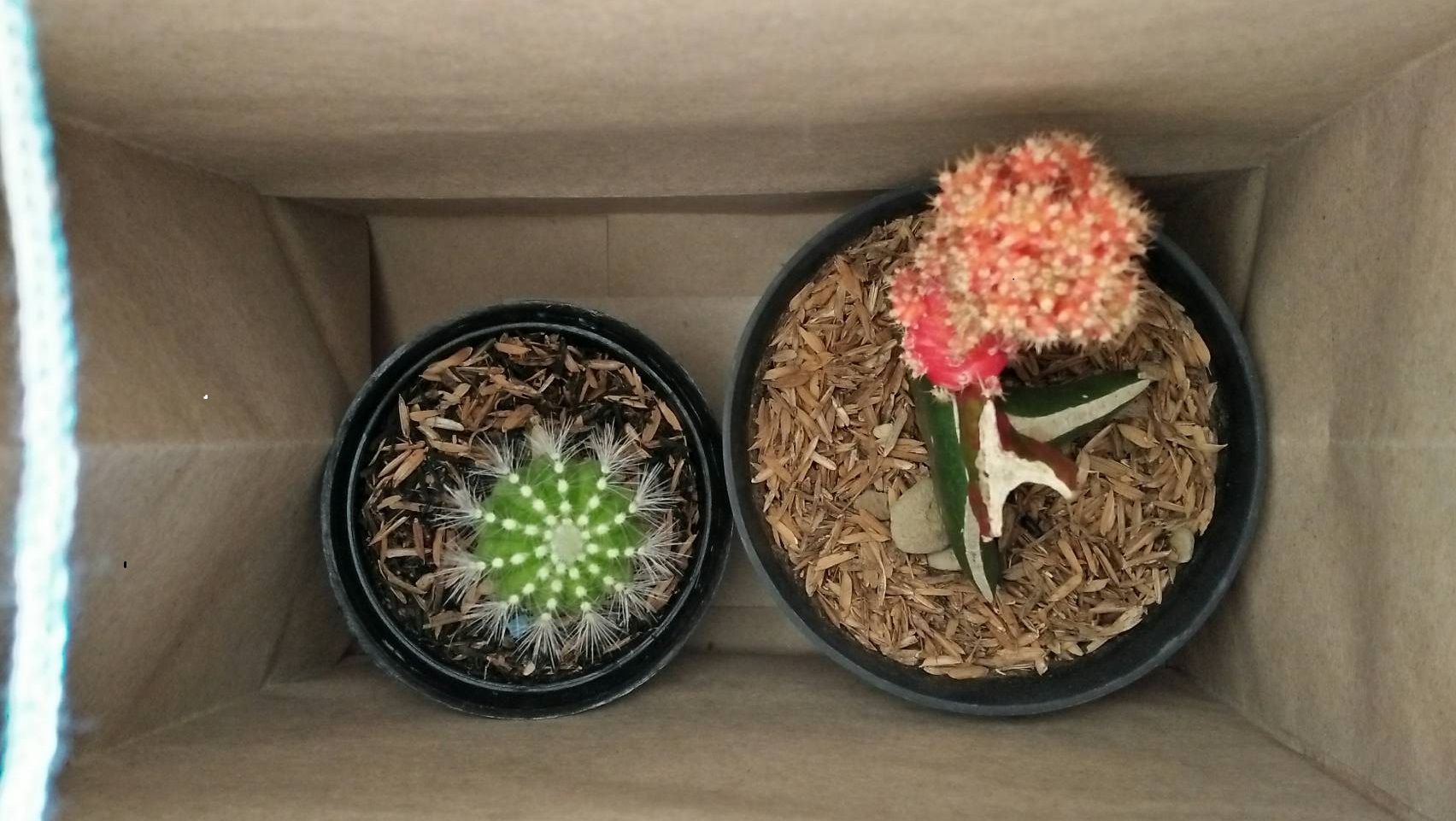 Salah satu kaktus yang dijual oleh Departemen Pengabdian Masyarakat Himpunan Mahasiswa Antropologi Universitas Padjadjaran dengan harga Rp 25.000. (Dok. Pribadi)