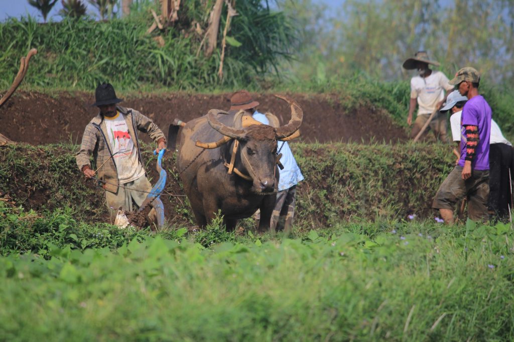 Sejumlah petani tengah memanfaatkan tenaga kerbau untuk membajak lahan sawah yang terletak di Desa Rancanumpang, Kecamatan Gedebage, Kota Bandung, Senin (20/11/2017). Meskipun terbilang tradisional dengan melalui proses yang cukup lama, petani enggan membajak menggunakan traktor karena harga sewa yang mahal serta boros bahan bakar. (Jurnalposmedia/ Reta Amaliyah)