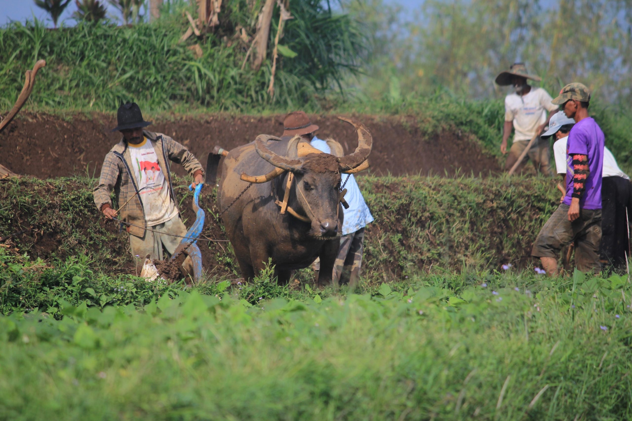 Sejumlah petani tengah memanfaatkan tenaga kerbau untuk membajak lahan sawah yang terletak di Desa Rancanumpang, Kecamatan Gedebage, Kota Bandung, Senin (20/11/2017). Meskipun terbilang tradisional dengan melalui proses yang cukup lama, petani enggan membajak menggunakan traktor karena harga sewa yang mahal serta boros bahan bakar. (Jurnalposmedia/ Reta Amaliyah)