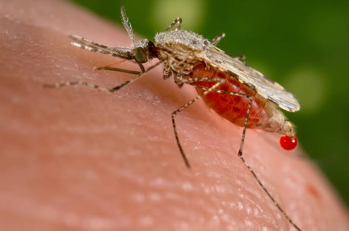 Hari Malaria