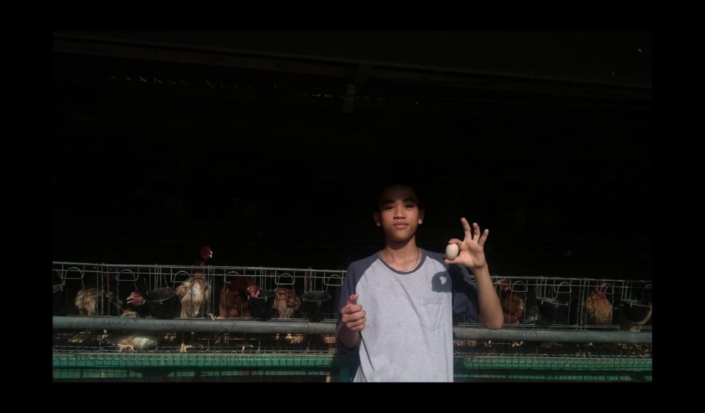 pebisnis ayam petelur