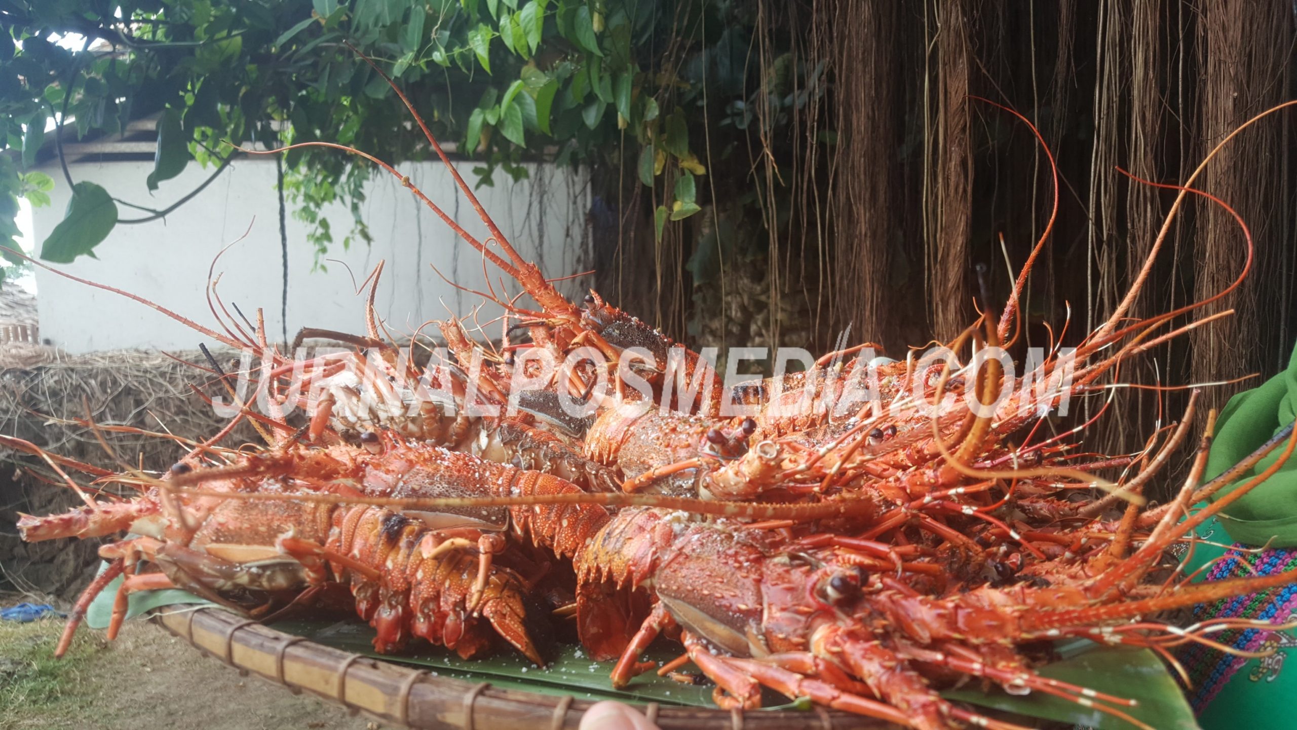 warung tropical