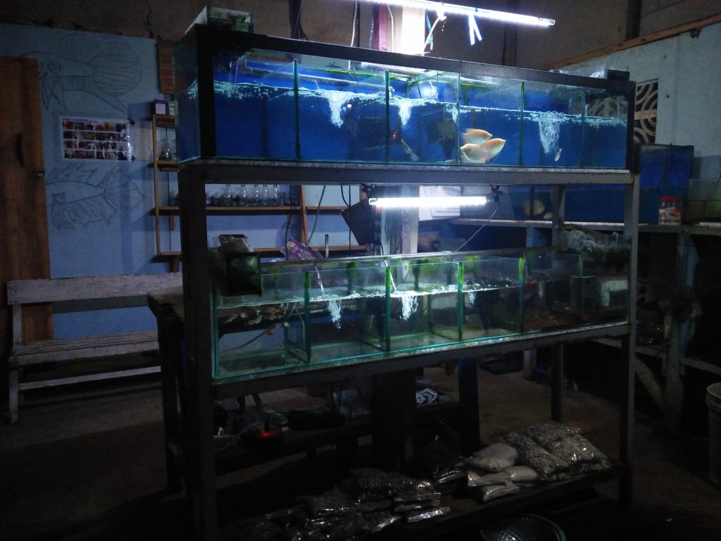 ikan hias